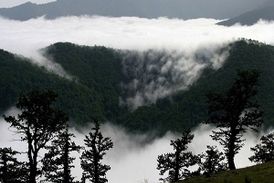  سفر به شگفت انگیزترین جنگل ایران