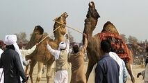 کُشتی شترها!