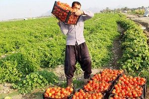 پشت پرده پرواز قیمت رب گوجه فرنگی در قطب تولید گوجه فرنگی