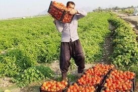 پشت پرده پرواز قیمت رب گوجه فرنگی در قطب تولید گوجه فرنگی