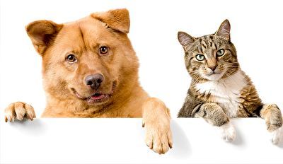 پایان تلخ دعوای سگ و گربه