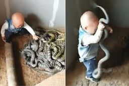 بازی کودک خردسال چینی با مارها!