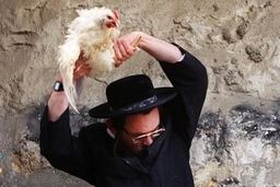 مرغی که از خجالت شهرک‌نشین صهیونیست درآمد!