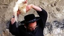 مرغی که از خجالت شهرک‌نشین صهیونیست درآمد!