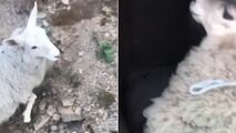 عاقبت گوسفندی دزدی در روز روشن! 