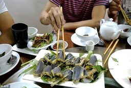 پخت غذا با مارهای جنگلی!