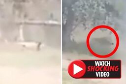 لحظه حمله مرگبار شیر به مرد جوان هندوستانی!