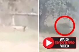 لحظه حمله مرگبار شیر به مرد جوان هندوستانی!