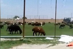 زمین چمن فوتبال یا چراگاه گوسفندان؟! 