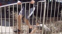 لحظه وحشتناک حمله سگ به دونده‌ای که در حال ورزش بود 