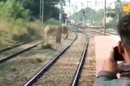 فیل وحشت‌‎زده سبب تخریب روستا شد