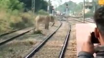 فیل وحشت‌‎زده سبب تخریب روستا شد