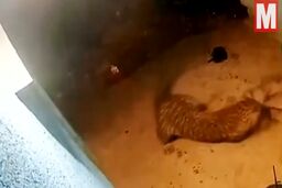 حمله غافلگیرکننده پلنگ به سگ نگهبان!