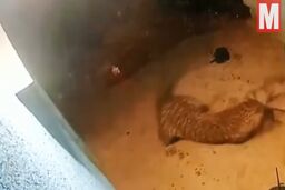 حمله غافلگیرکننده پلنگ به سگ نگهبان!