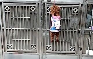 روش هوشمندانه سگ برای باز کردن درب