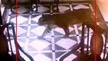 لحظه ورود ناگهانی ببر به لابی هتل!
