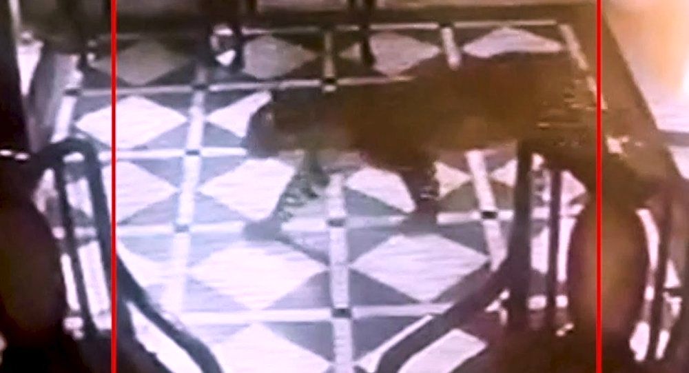 لحظه ورود ناگهانی ببر به لابی هتل!