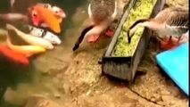 غذا دادن اردک به ماهی‌ها!