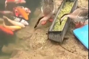 غذا دادن اردک به ماهی‌ها!