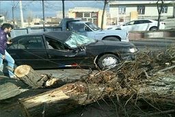 حرکت درخت ها بر اثر طوفان شدید در مشگین شهر
