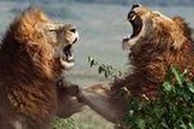 ویدیویی فوق العاده دیدنی از جنگ خونین ۲ شیرنر خشمگین 