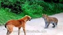 حمله پلنگ به یک سگ و واکنش دیدنی هر دو!
