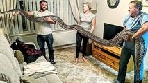 مار پیتون ۵/۵ متری هم‌خانه ترسناک جوان انگلیسی