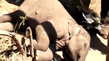 مهر مادری یک فیل نسبت به نوزادش