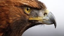 نجات پرنده شکاری توسط دوستدار محیط زیست