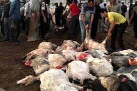 تلف شدن ۱۰۵ رأس گوسفند در اثر برخورد صاعقه