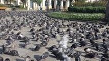 صحنه‌ای عجیب از حضور صدها کبوتر در وسط شهر