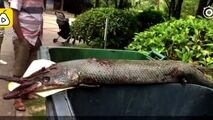 حمله ماهی غول پیکر درنده به دختر خردسال در پارک!
