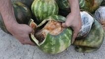  کشف محموله عجیب تریاک وسط بار هندوانه!