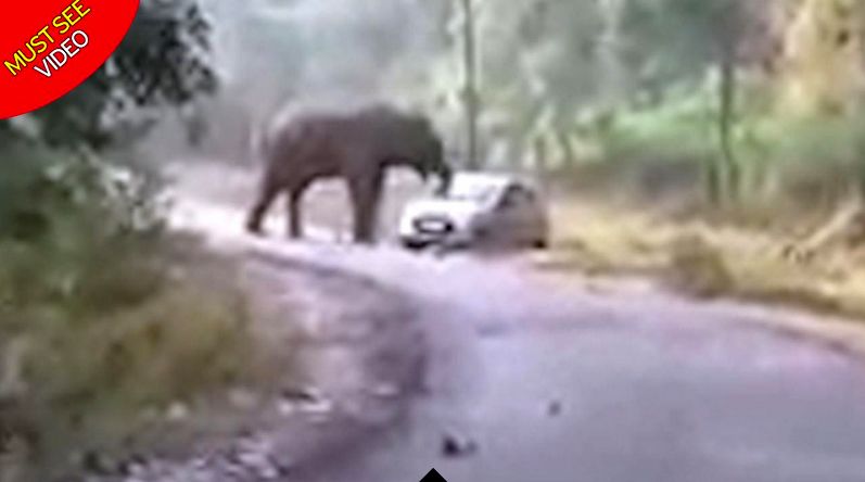 حمله فیل خشمگین به اتومبیل معلمان!