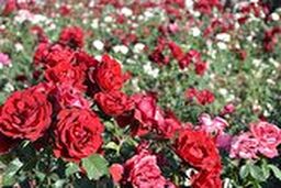 تولید گل رز در دل کویر 