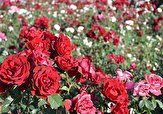 تولید گل رز در دل کویر 
