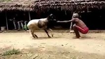 مبارزه عجیب پیرمرد هندو با یک گوسفند