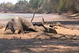 صحنه های تاثر برانگیز ازمرگ فیل‌ها به دلیل خشکسالی+فیلم