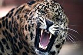 ویدیویی از لحظه هیجان انگیز دریده شدن سگ نگهبان توسط پلنگ
