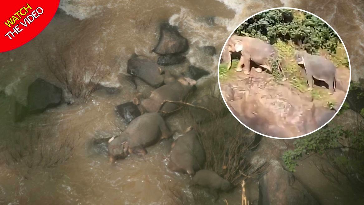 غرق شدن گله فیل‌ها بر اثر سقوط از آبشار