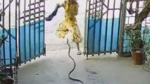 پرش وحشیانه مار به سمت دختر جوان