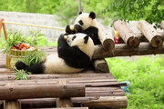 شیطنت پانداهای غول پیکر دوقلو در چین