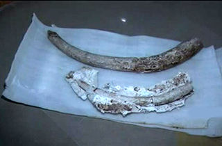 کشف فسیل‌های بیست میلیون ساله در اردبیل + فیلم 