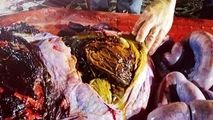 فاجعه زیست محیطی که با کالبدشکافی معده یک نهنگ برملا شد