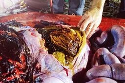 فاجعه زیست محیطی که با کالبدشکافی معده یک نهنگ برملا شد