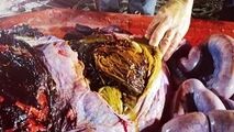 فاجعه زیست محیطی که با کالبدشکافی معده یک نهنگ برملا شد