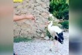 برخورد مهربانانه اهالی روستای ینگجه با لک لک آسیب دیده 