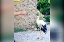 برخورد مهربانانه اهالی روستای ینگجه با لک لک آسیب دیده 