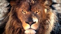 صحنه‌ای هولناک از عاقبت غذا دادن به سلطان جنگل