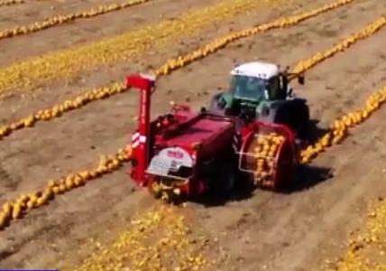 ماشین جالبی که مراحل برداشت تا تهیه تخم کدو را یک تنه انجام می‌دهد!